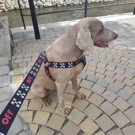 The Evolution and Appeal of Designer Dog Harnesses and Leashes