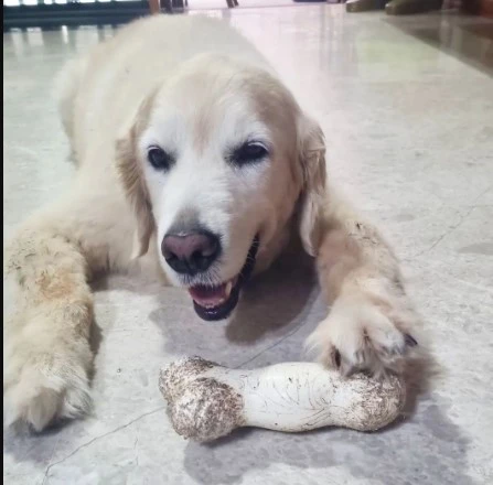 Bluewater Vet Acupuncture Holistic Healing for Your Beloved Pets