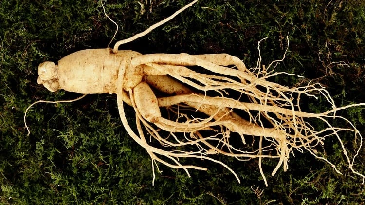 What is Ginseng and What Are the Different Types?