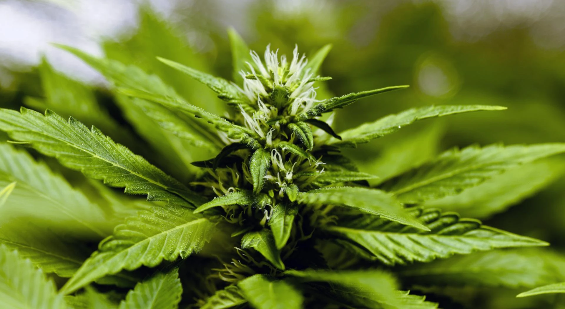 The Benefits of CBD Flower