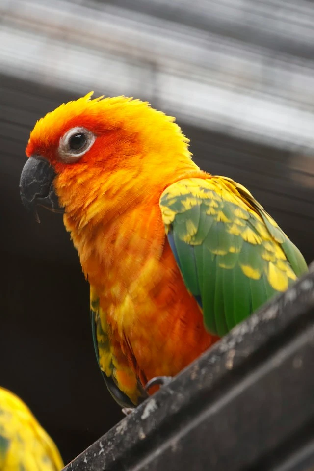 Discovering Nature's Symphony: Kuala Lumpur Bird Park - A Gem in Malaysia Tour Packages from Kerala