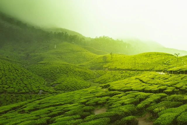 Munnar: Embracing Nature's Splendor through Kerala Trip Packages