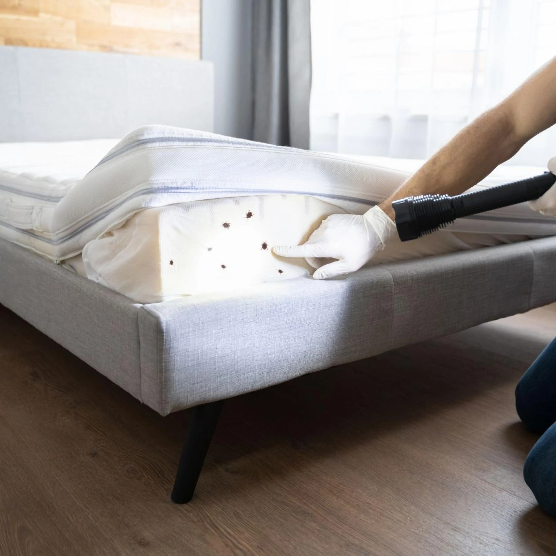 Sleep Tight: The Ultimate Guide to Effective Bed Bug Control Services