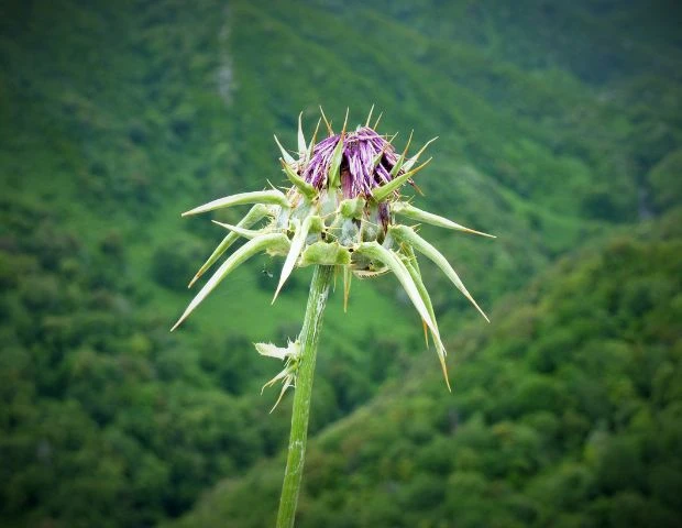 Benefits of Weed Pens: A Stiiizy Tustin Exploration