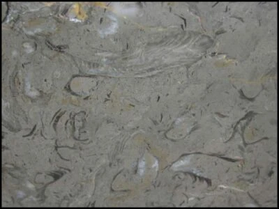 Get the Best Quality of White Carrara &amp; Arabescato Marble at Amso International