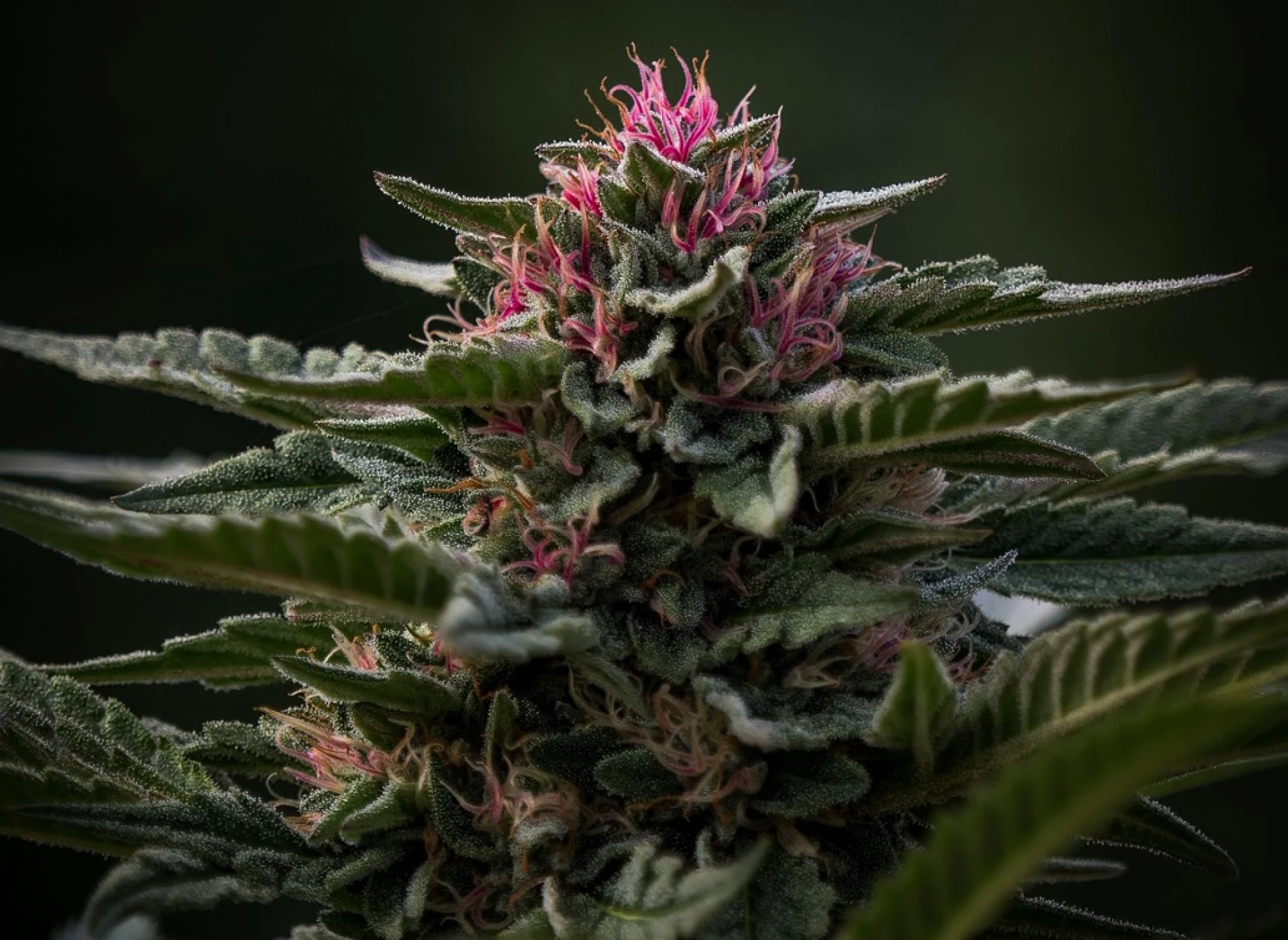 Order Marijuana Online With Popular Canadian Weed dispensary