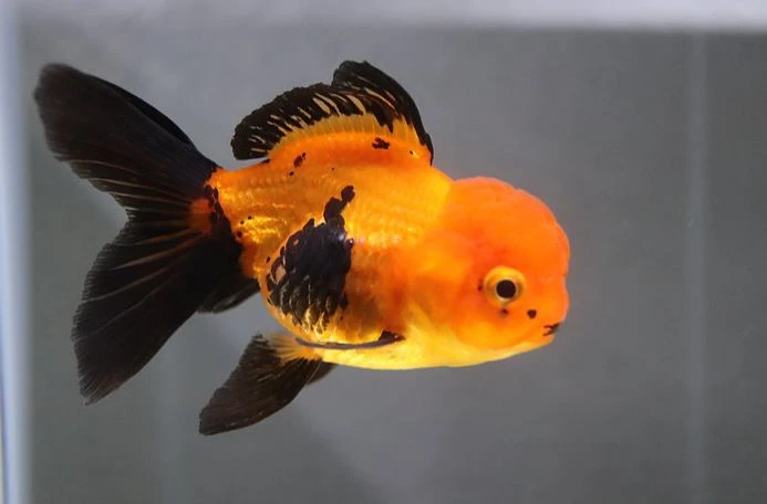 Why do People Buy Fancy Goldfish?