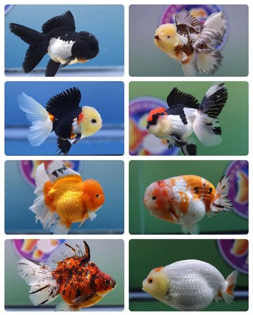 Can You Buy Goldfish Online?