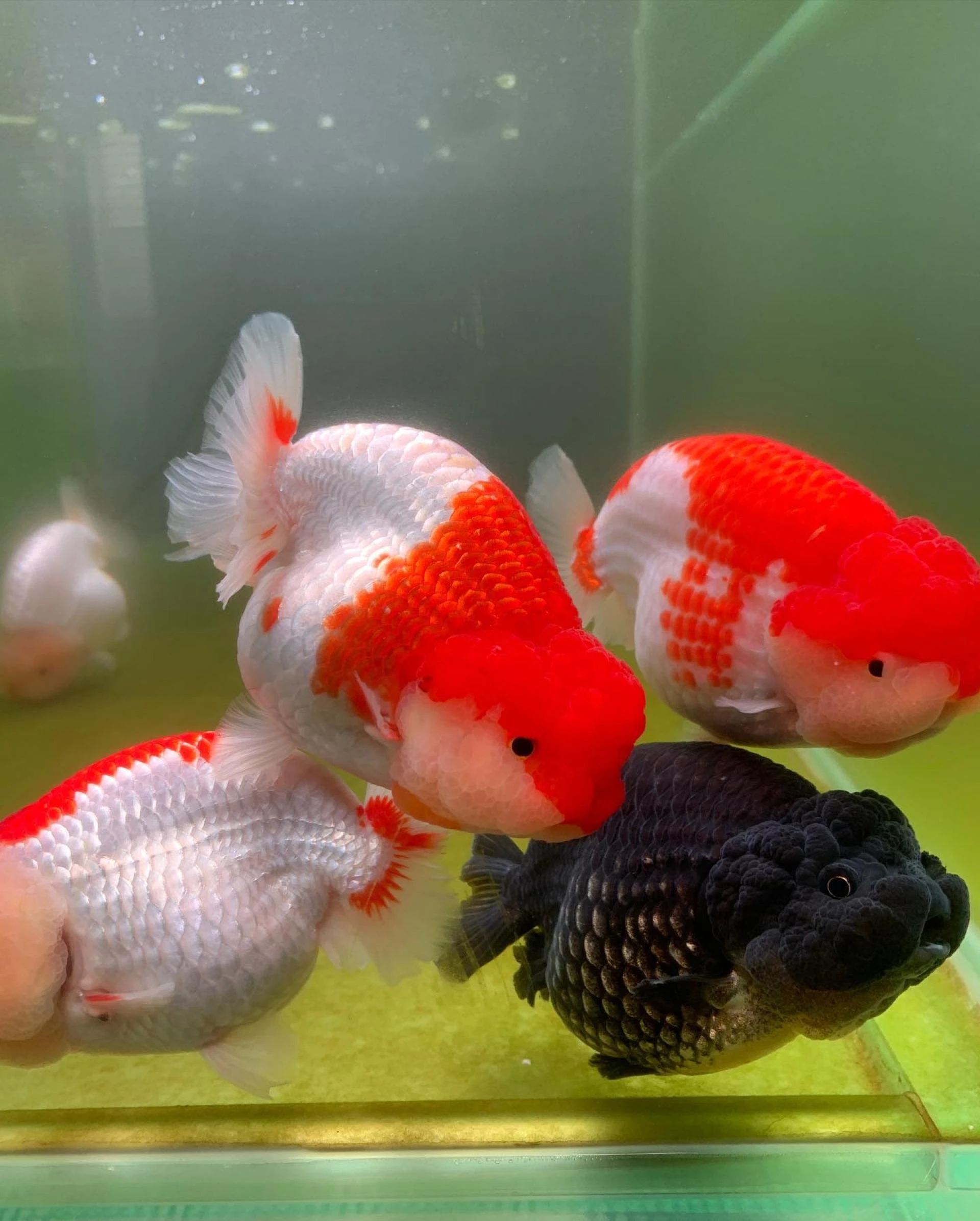 Can You Buy Goldfish Online?
