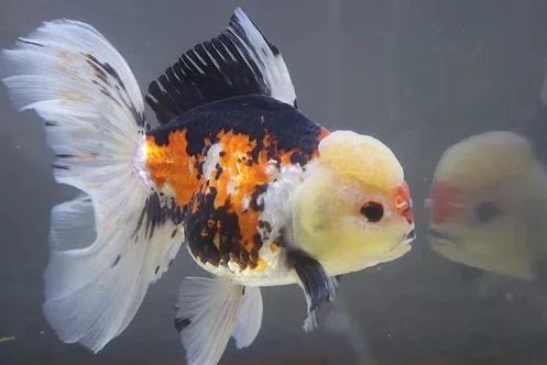 5 Things to Know Before Buying Ranchu Goldfish for Sale