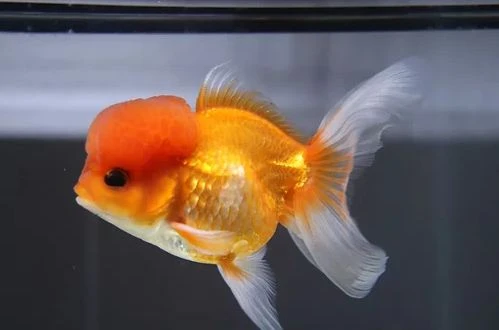 Bringing Home a New Friend: A Beginner's Guide to Buying and Caring for Goldfish