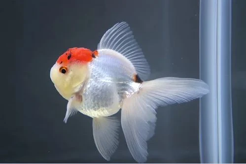 The Ultimate Guide To What Goldfish Eat