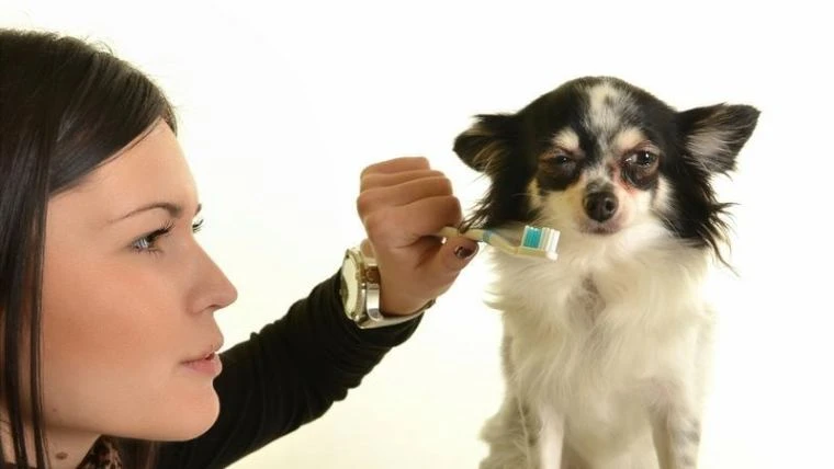 How to Prevent Your Dog's Foul Breath in 7 Easy Steps