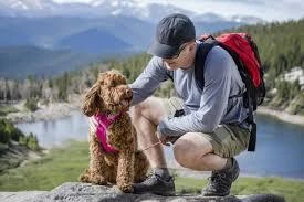Travel with My Dog: A Comprehensive Guide to Canine Adventures