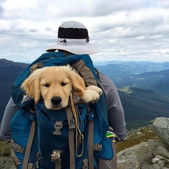 Traveling with My Pet: A Guide by Mates Away