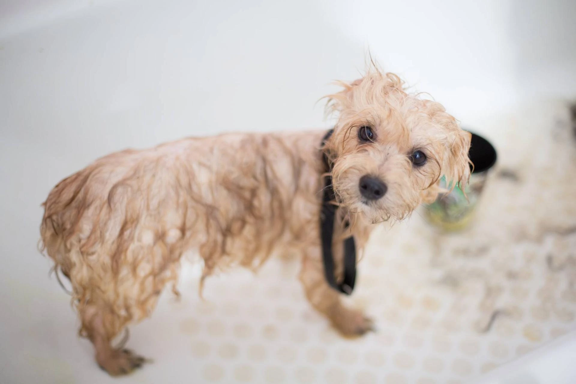Ins and Outs of Bathing Your Dog to Maximize Home and Health Benefits