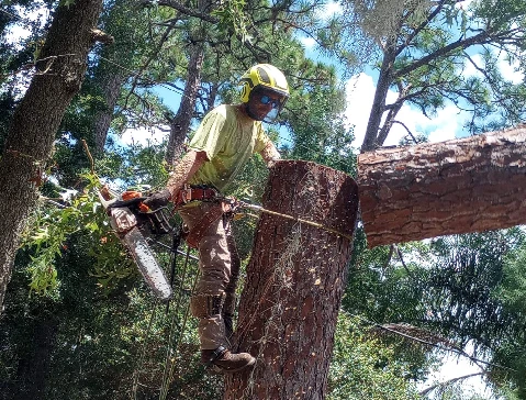 Tree Size Guide: When To Take Down A Massive Tree?