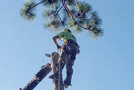 How To Safely Remove A Tree From Your Yard