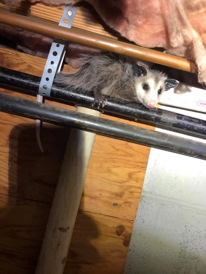 Vital Attic Restoration Tips When Dealing With Wildlife Party Poopers