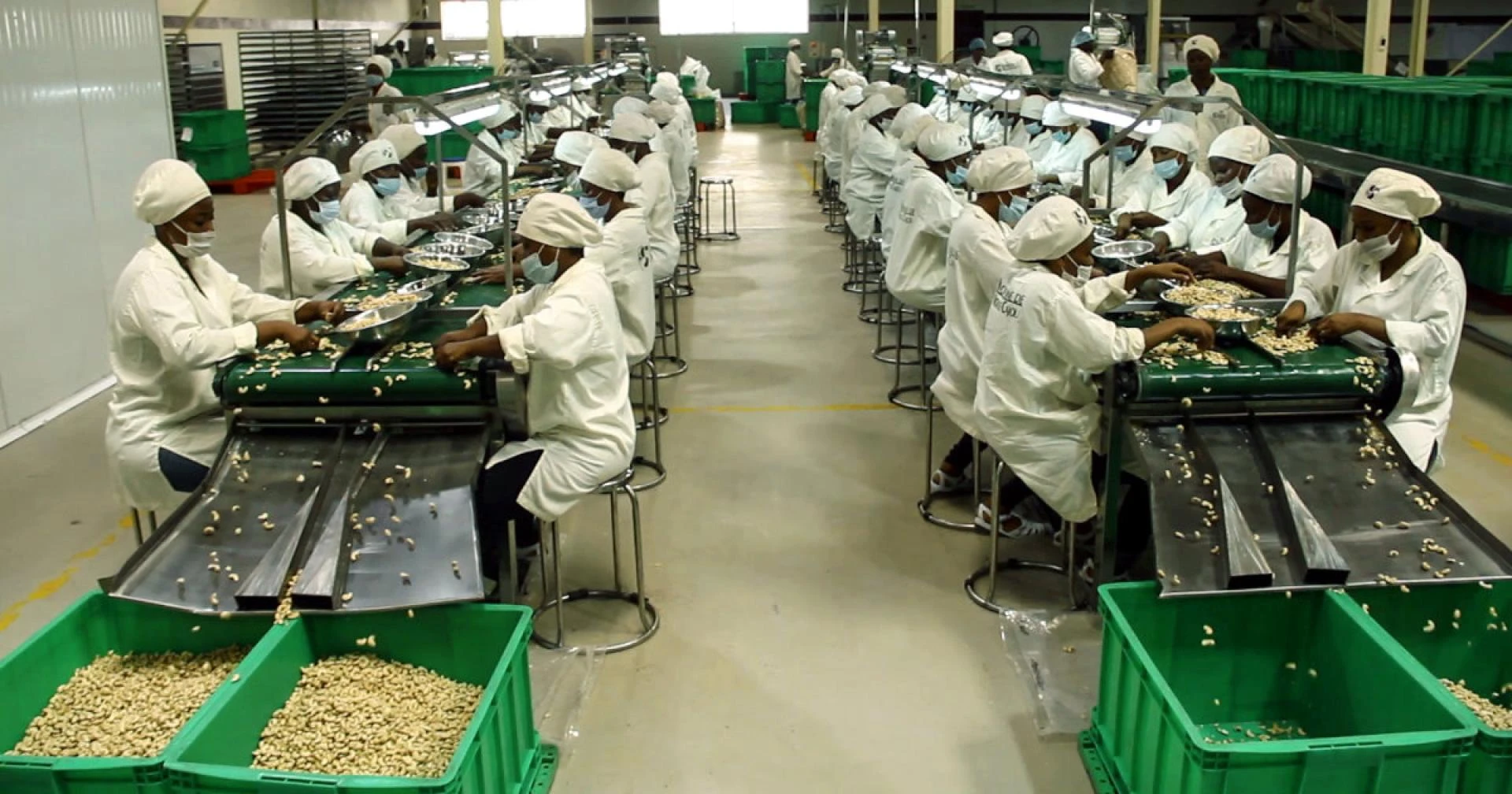 Cashew Processing Plant Project Report 2023: Industry Trends and Raw Materials