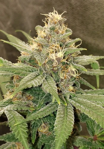 Why You Should Order Cannabis Seeds Online: Finding the Best Place to Start Your Grow