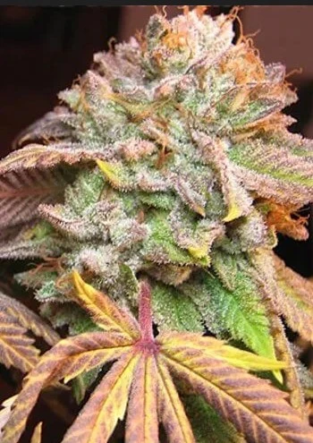 Unveiling the Ideal Source: Where to Buy Cannabis Seeds for a Flourishing Garden