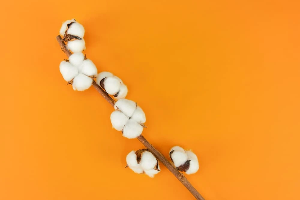 Cotton Commodity Trading: Stocks and Trends in Indi