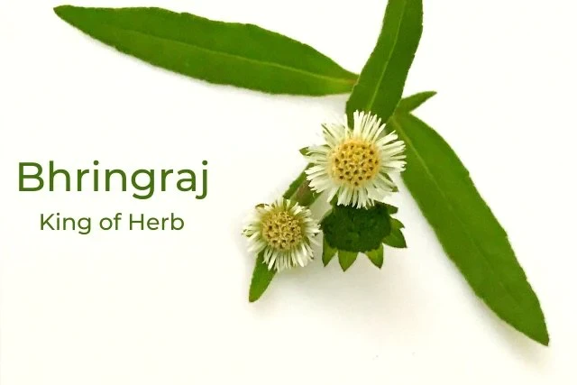 Bhringraj Hair Oil for Hair: The Natural, Ayurvedic Wonder Herb