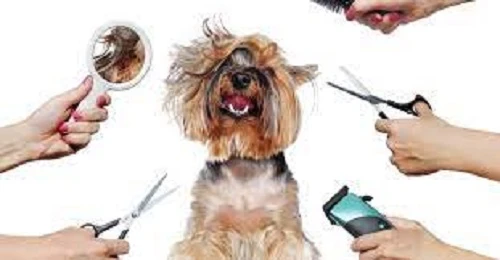 Pet Grooming Products Market is to fuel by Shampoo &amp; Conditioner During the Forecast Period