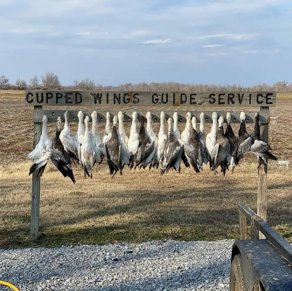 How to Go on a Guided Duck Hunt in Arkansas?
