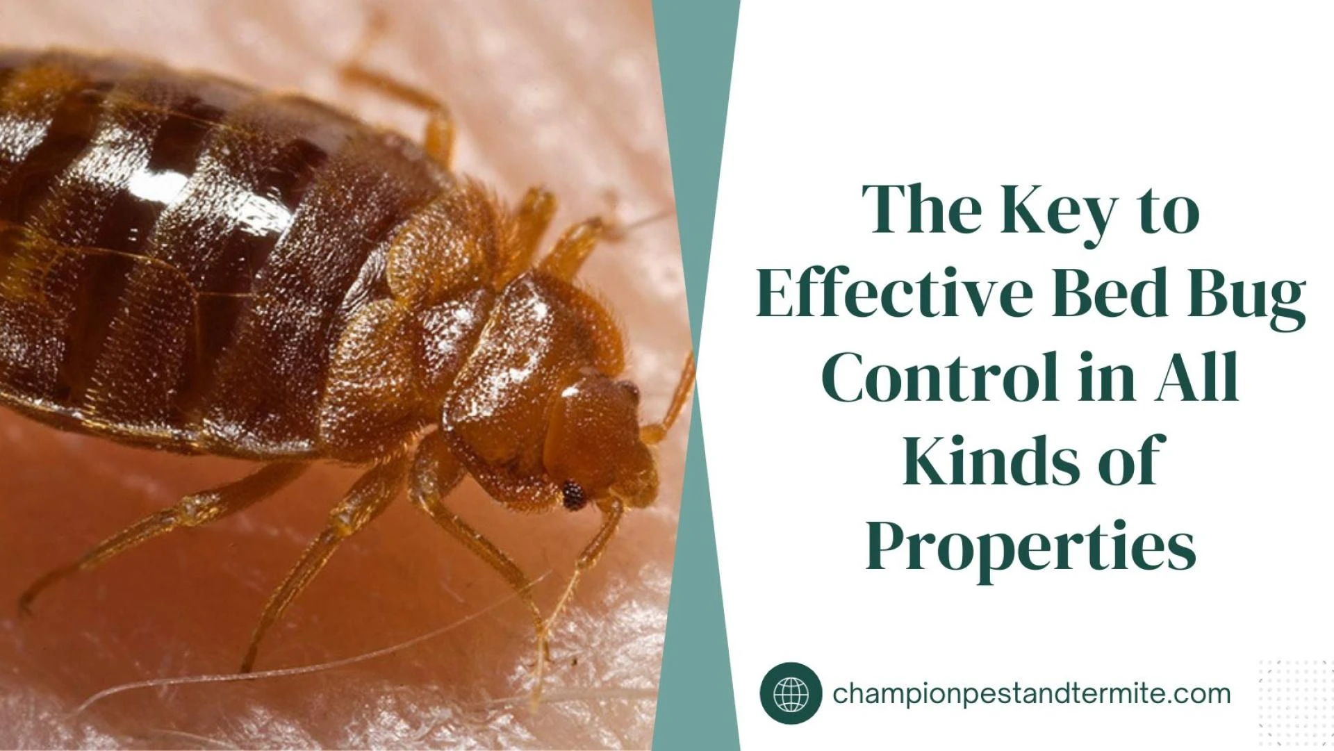 The Key to Effective Bed Bug Control in All Kinds of Properties