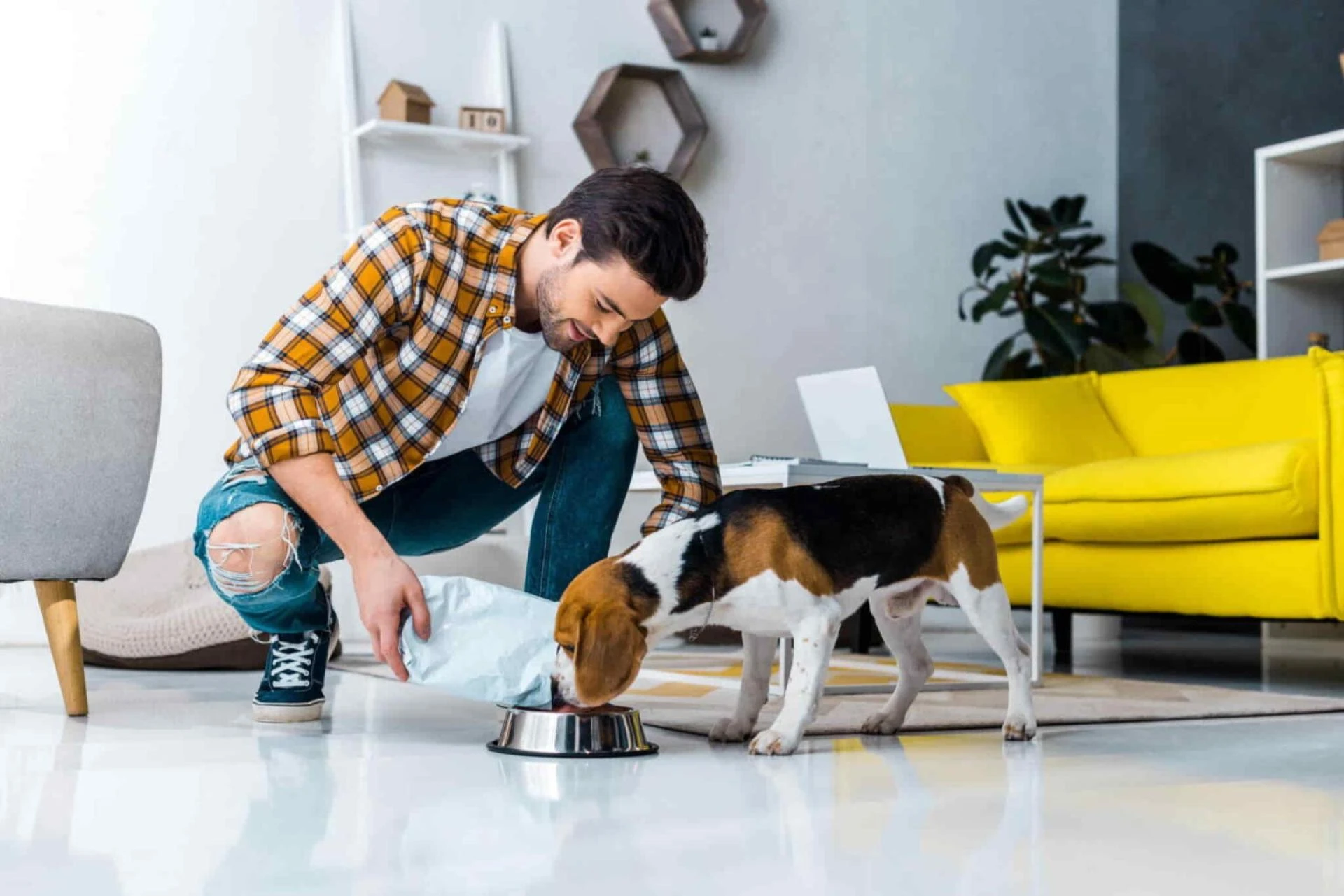 Best Wet Dog Food for Senior Dogs