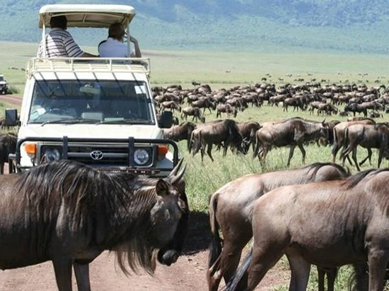 Kenya Wildlife Safaris: Get Out of Your World and Embrace the Wild Beauty of Africa