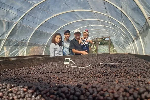 Benefits of Consuming Green Coffee Beans