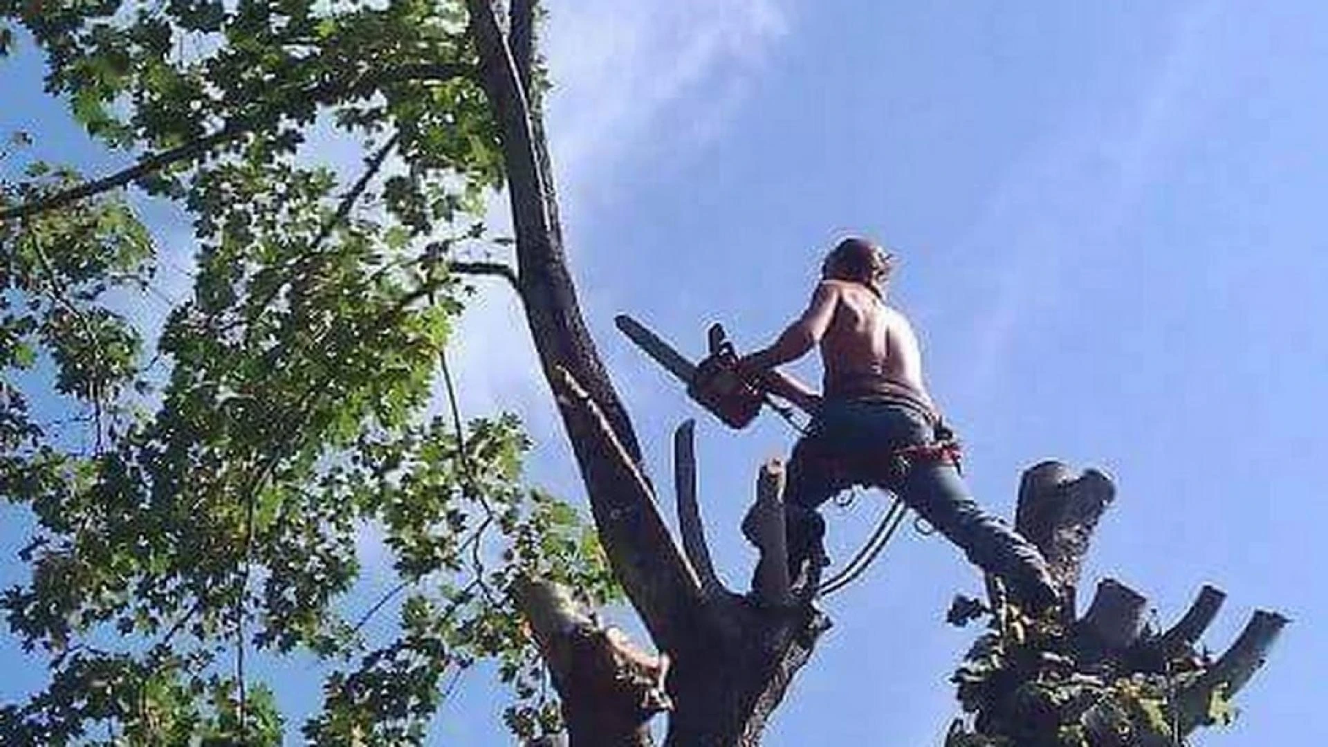 9 Ways Tree Service Can Make You Invincible
