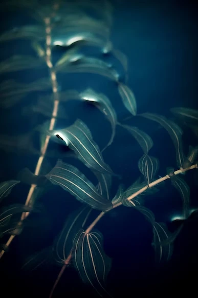 Pond Weed Experiment – How To Conduct It And What Are Some Important Things To Learn