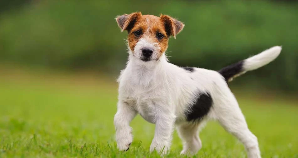 A Guide to Buying a Jack Russell Terrier in India