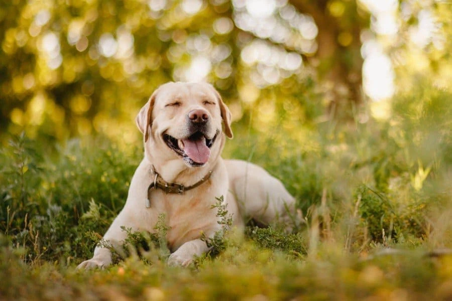 How To Feed Your Labrador The Best Dog Food
