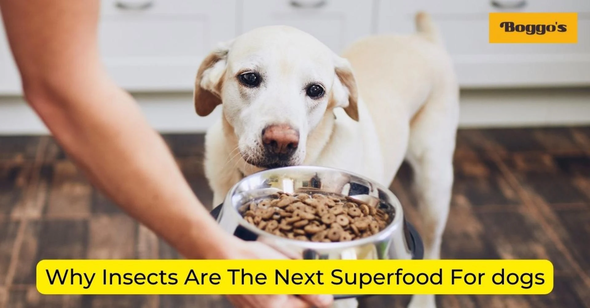 Why Insects Are The Next Superfood For dogs