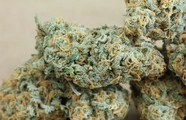 Exploring the Enigmatic Blue Dream Strain: A Journey into Cannabis Bliss | Green Weed Store