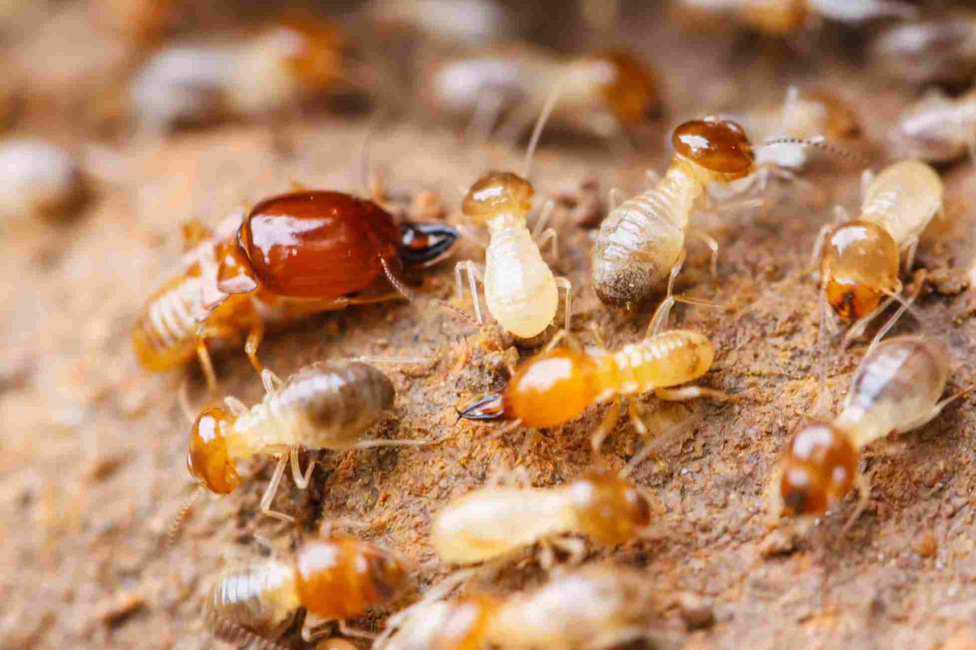 Termite Control Services: Signs You Need Know and What to Expect