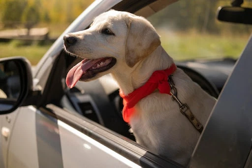 The Ultimate Pet Travel Checklist