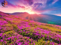 The Ultimate Guide to the Valley of Flowers Trek