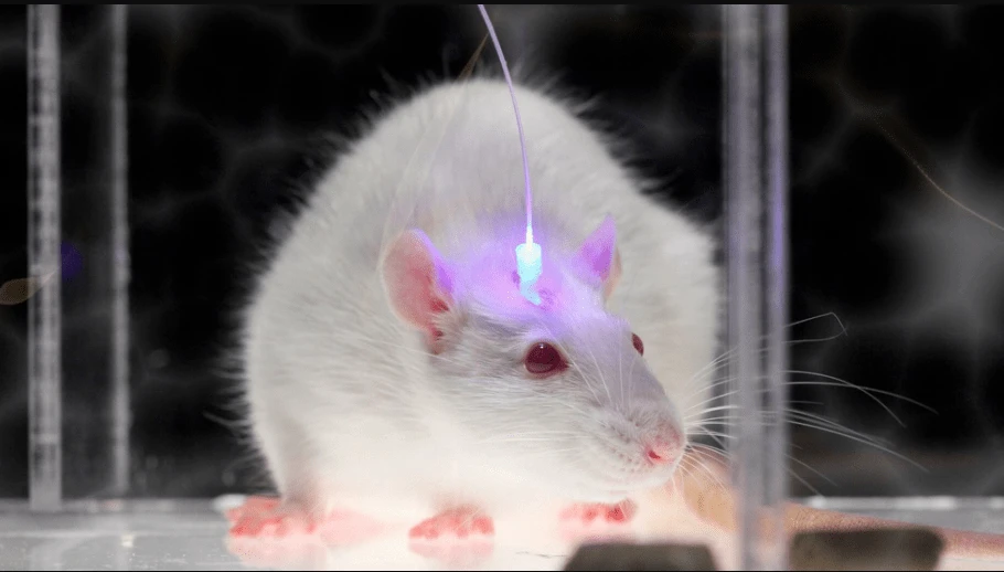 Optogenetic Market Analysis Report Industry Report, 2031