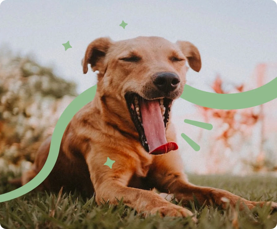 Pienso para cachorros grain free
