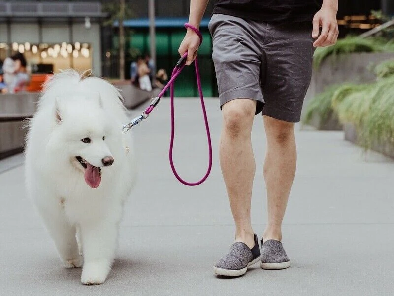 Magnetize Your Dog Walks: Exploring the Benefits of Magnetic Rope Leashes