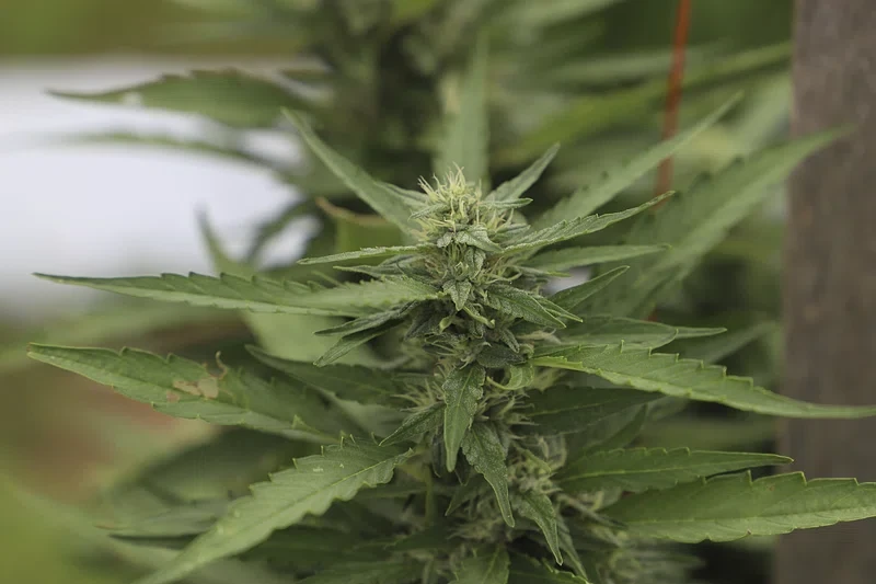 Exploring the Therapeutic Potential of Cannabis Strains in Pharma: A Deeper Dive
