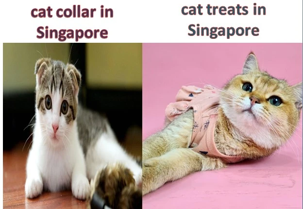 Enhance Your Feline Friend’s Life with Cat Treats and Collars in Singapore
