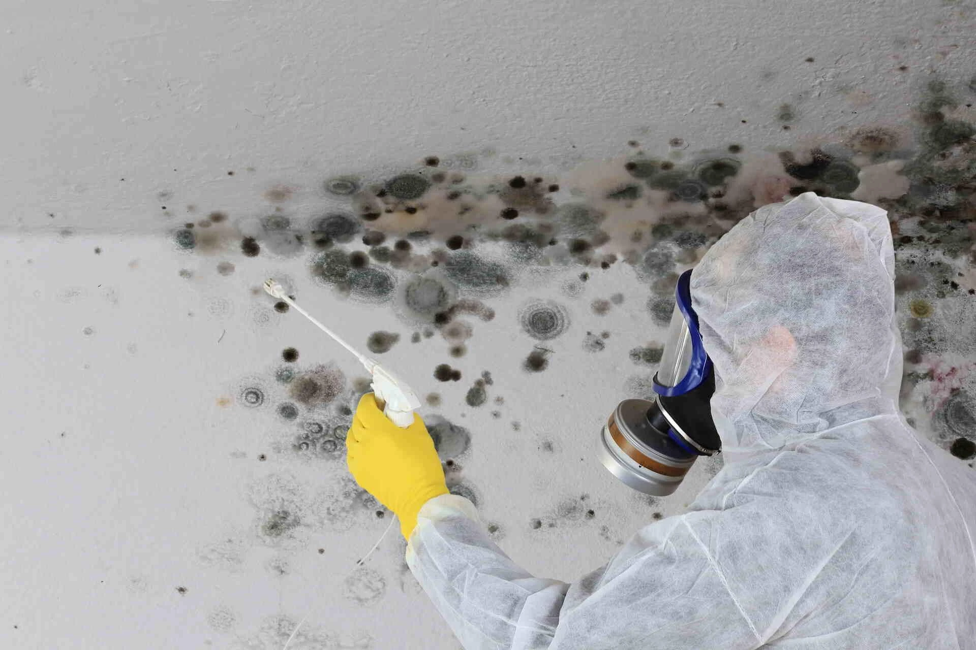 A Comprehensive Guide of Best Mold Remediation Service in Cleveland GA