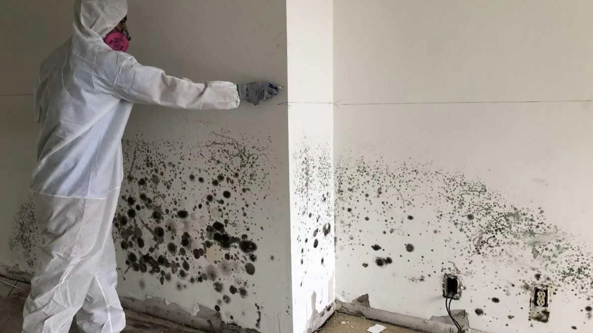 The Cost of Mold Remediation What to Expect and How to Budget